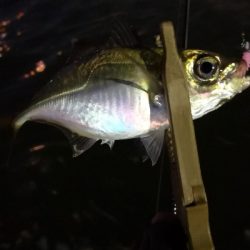 アジング練習155