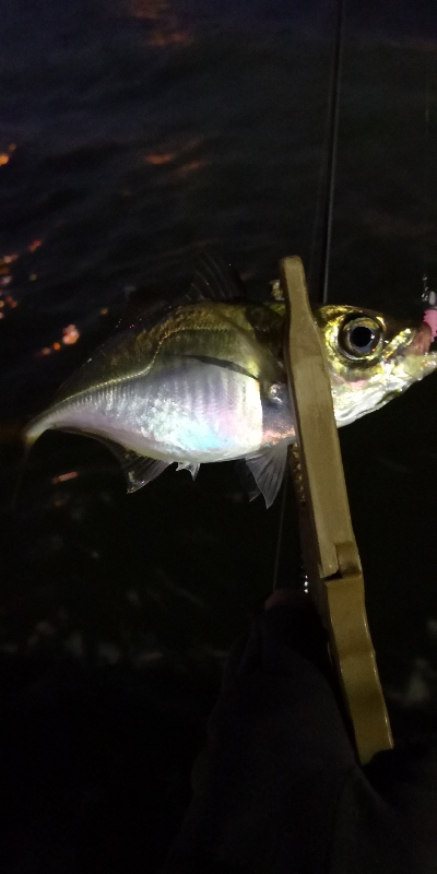 アジング練習155