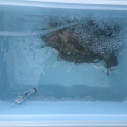 サビキにボイルオキアミでグレ