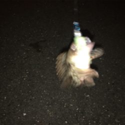 本命があまり釣れず