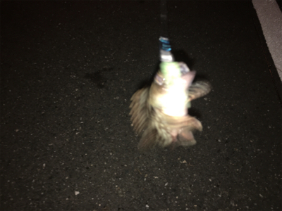 本命があまり釣れず
