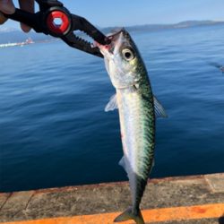 魚より人が多い