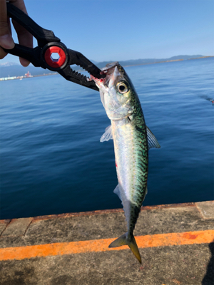 魚より人が多い