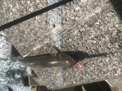 ジギングからライトゲーム