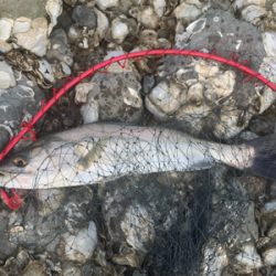 トップの季節になってきました！