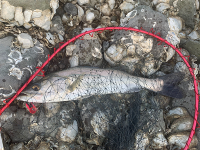 トップの季節になってきました！