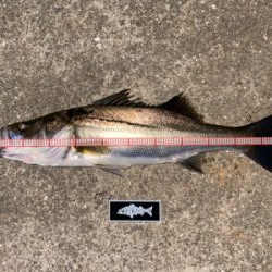 久々、ナイトゲーム