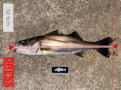 久々、ナイトゲーム