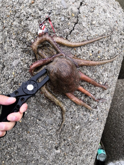 タコの活性が低くなってきた。