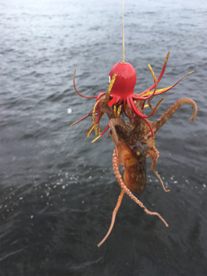 まさかの小サバ不発。。タコは安定の新子♪