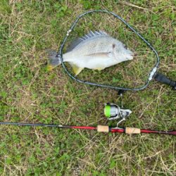 ワールドシャウラ でチニング