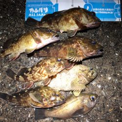 ナイスガシラ3匹