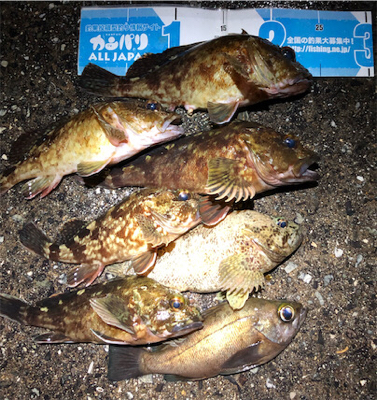 ナイスガシラ3匹