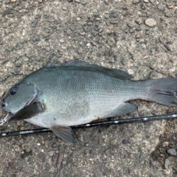 小サバ、木っ端の猛攻を逃れてなんとか。