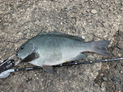 小サバ、木っ端の猛攻を逃れてなんとか。