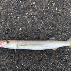 ジグパラマイクロTG