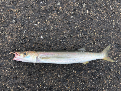 ジグパラマイクロTG