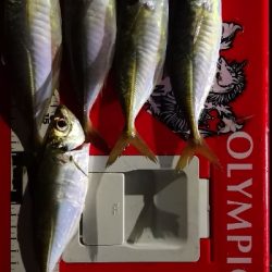 アジング練習 156