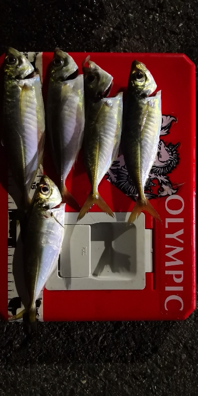 アジング練習 156