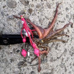 今日のタコは。