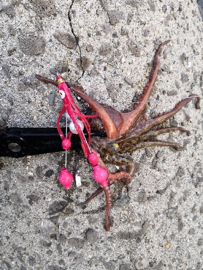 今日のタコは。