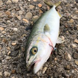 夏青物始まる！