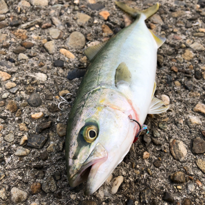 夏青物始まる！