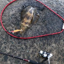 雨上がりでのエギング!