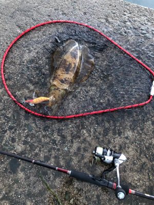 雨上がりでのエギング！