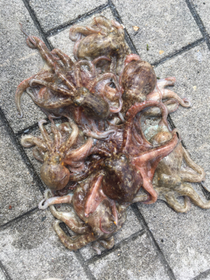 小サバの群れは消えたけど新子マダコはツヌケ…