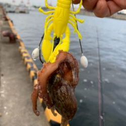 朝まづめのオクトパッシング