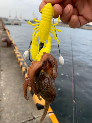 朝まづめのオクトパッシング