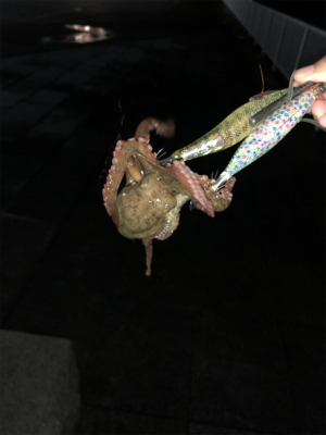 オクトパッシング