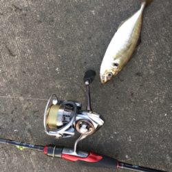 アジもいました!