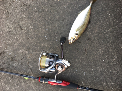 アジもいました!