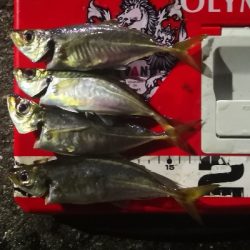 アジング練習 157