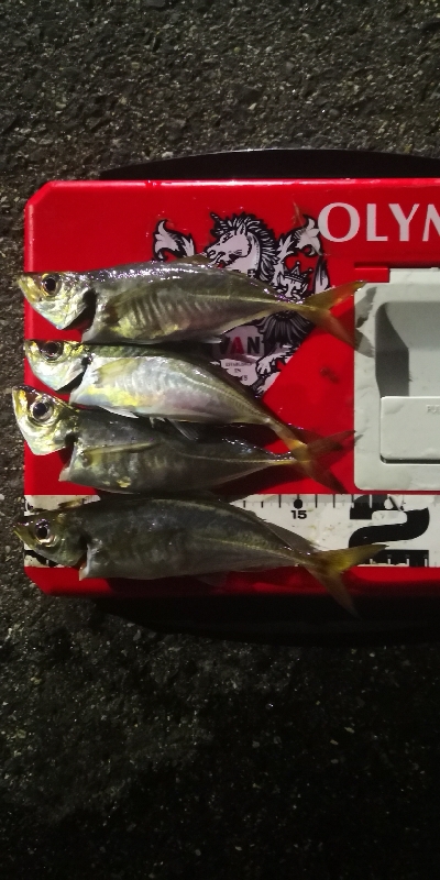 アジング練習 157