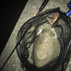 久しぶりのイカは…コウちゃんでしたσ(^_^;)