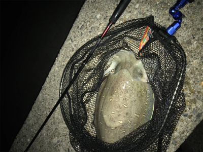 久しぶりのイカは…コウちゃんでしたσ(^_^;)