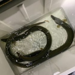 夕方のうなぎ釣り