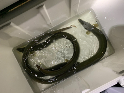 夕方のうなぎ釣り