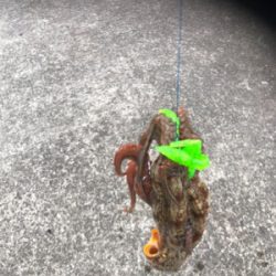 タコを食べたくて。