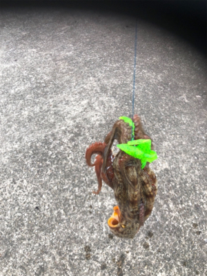 タコを食べたくて。