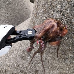 朝から夕方オクトパッシング