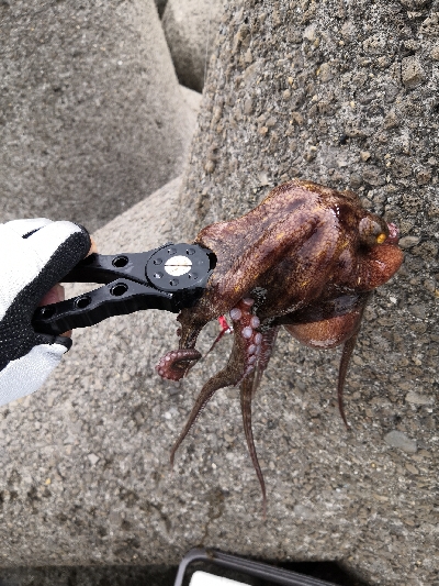 朝から夕方オクトパッシング