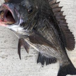 魚の活性低く反応悪い