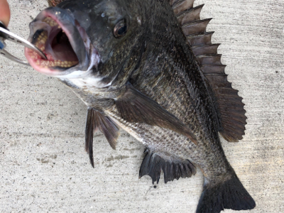 魚の活性低く反応悪い