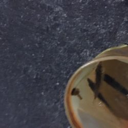 小さい魚の難しさ