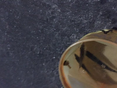 小さい魚の難しさ