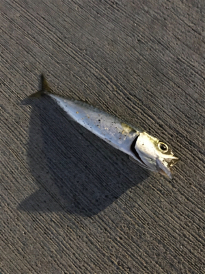 アジの予定が？